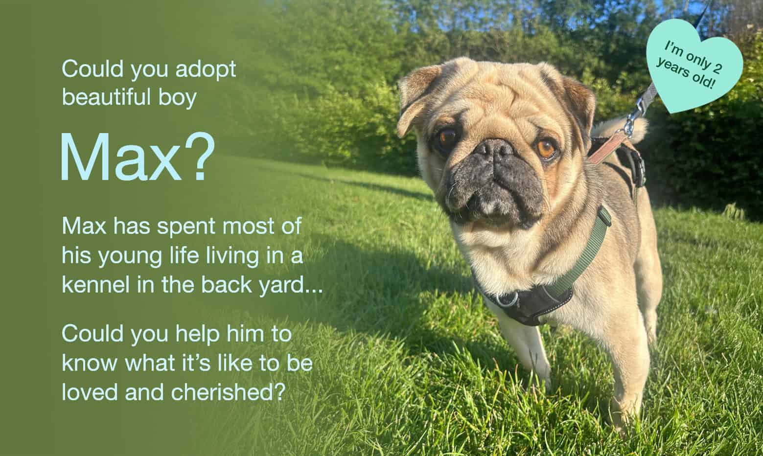 Could you Adopt the Lovely Max?