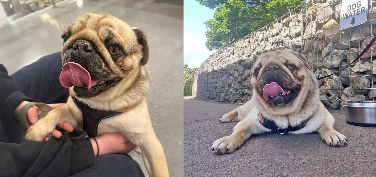 Max Pug for Adoption