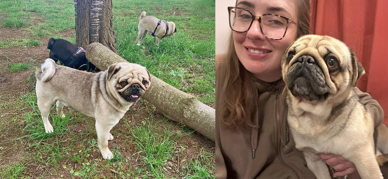 Max Pug for Adoption