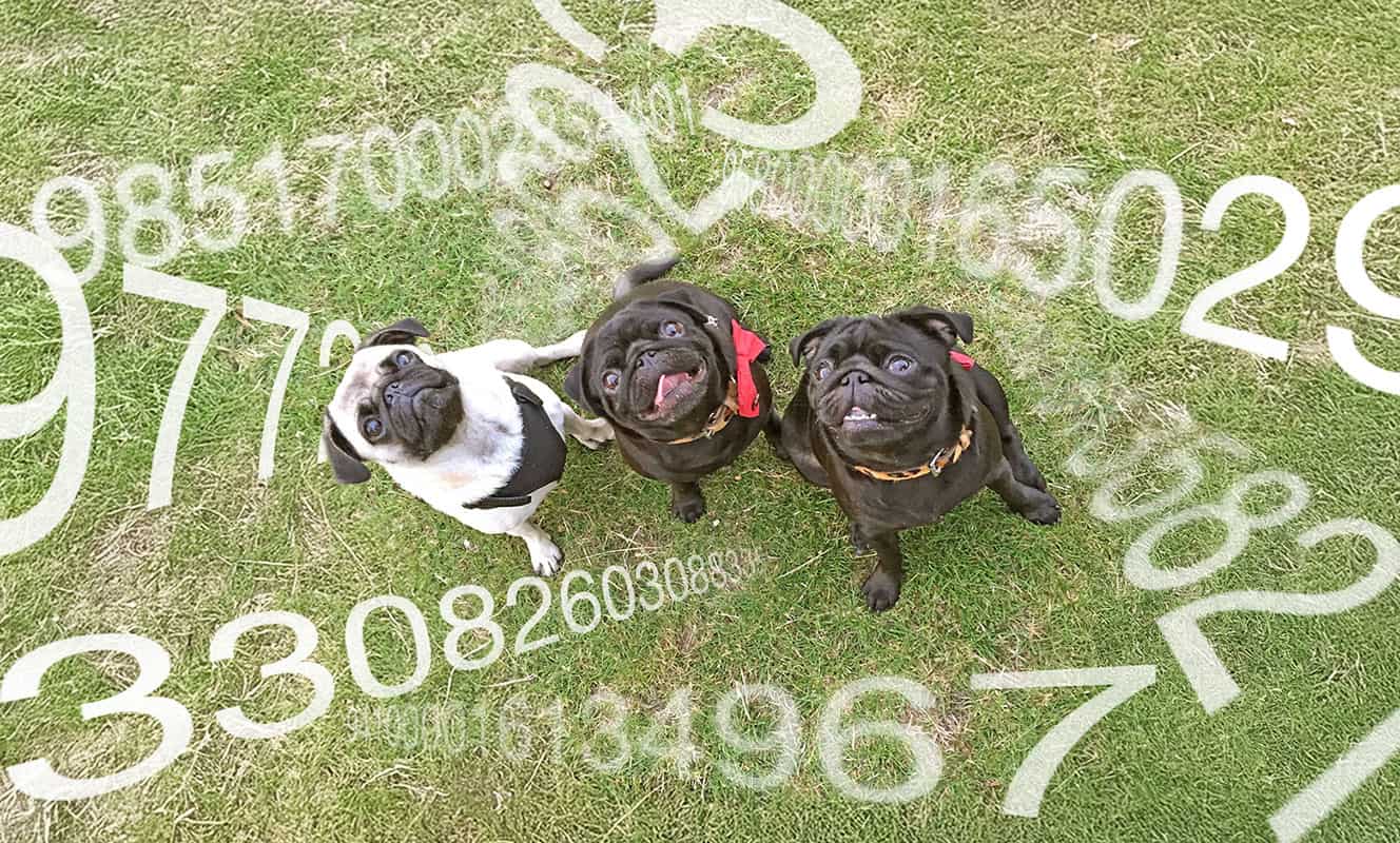 What You Need to Know About Microchipping