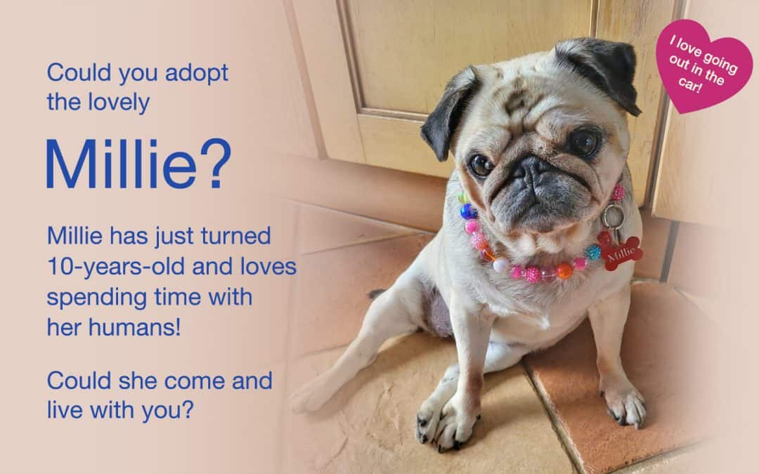 Adorable 10-year-old pug Millie looking for a forever home.