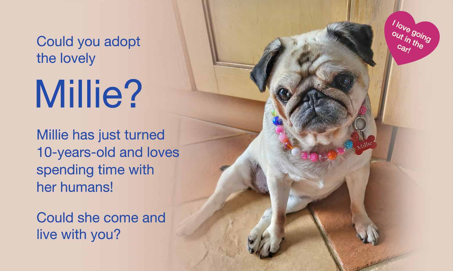 Millie is Looking for a Forever Home