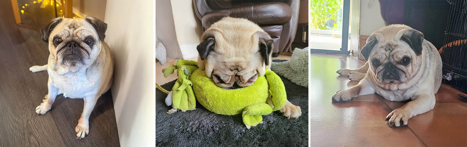 Millie Pug for Adoption