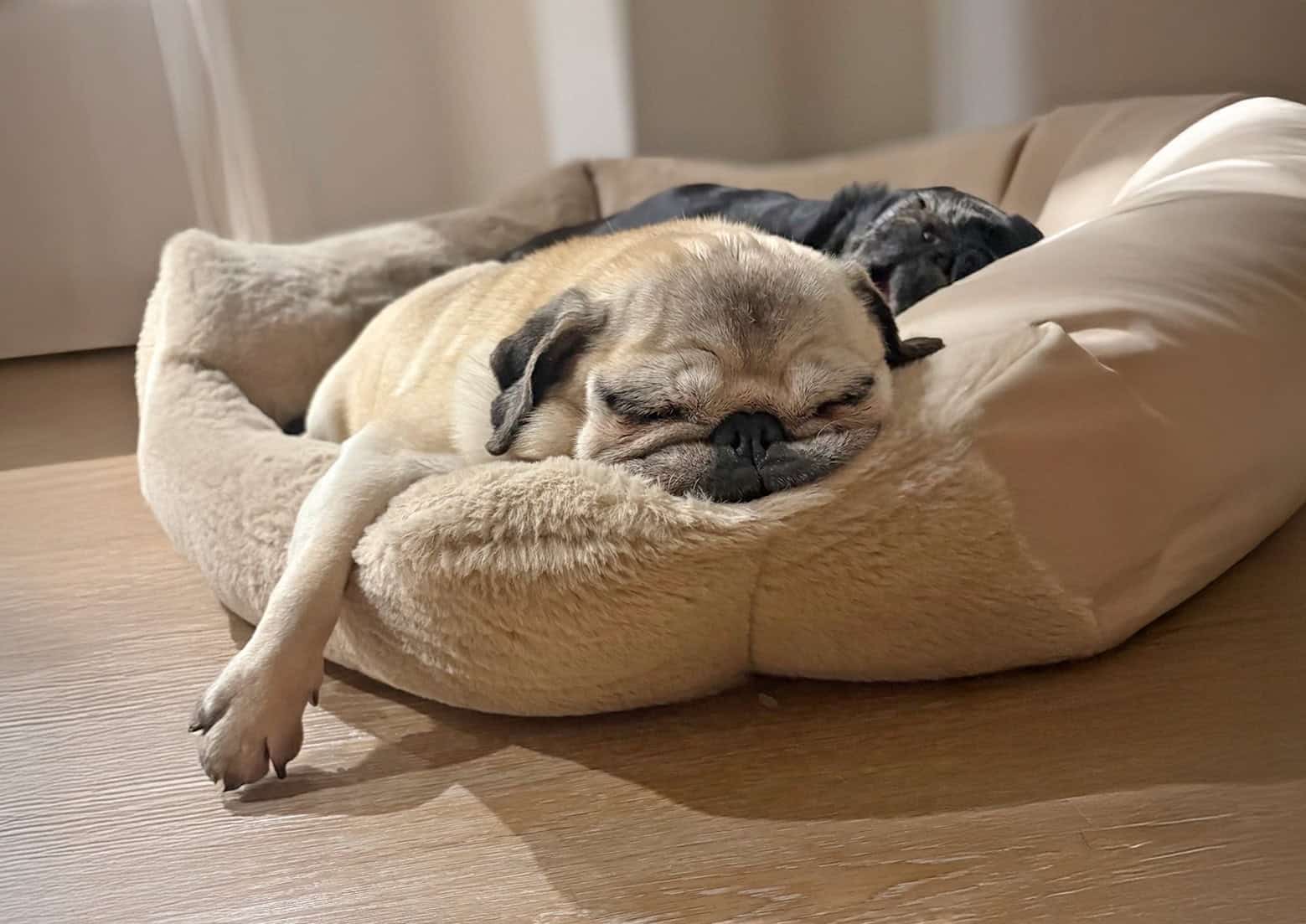 In Loving Memory of Millie
