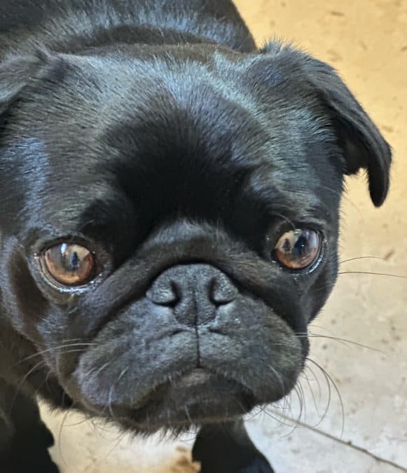 Brachycephalic Obstructive Airway Syndrome