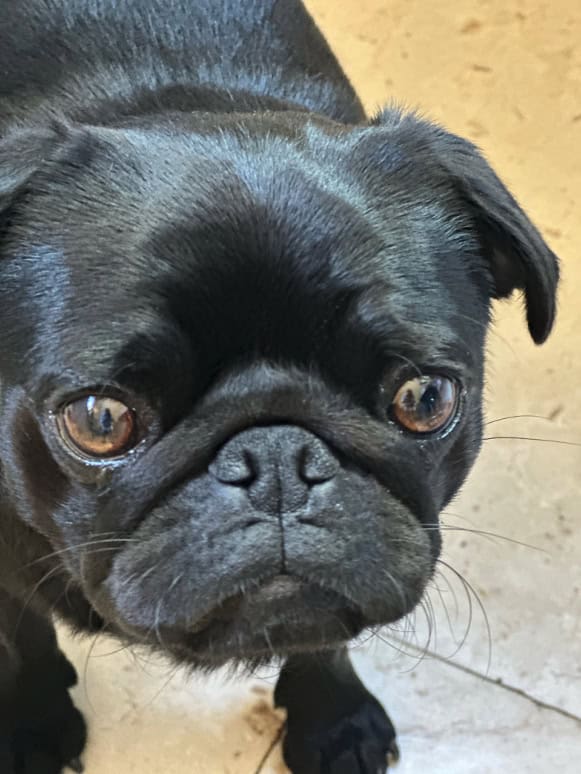 Brachycephalic Obstructive Airway Syndrome