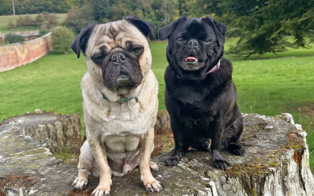 Retirement Calls for Neville and Dexter