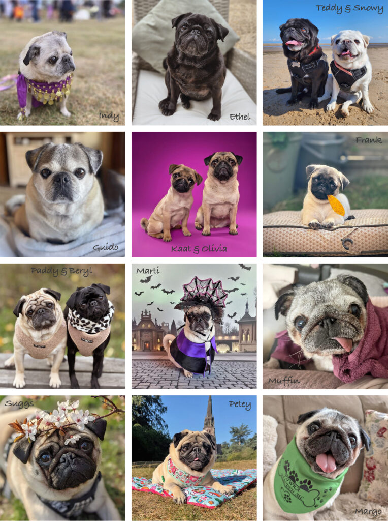 National Pug Day Winners