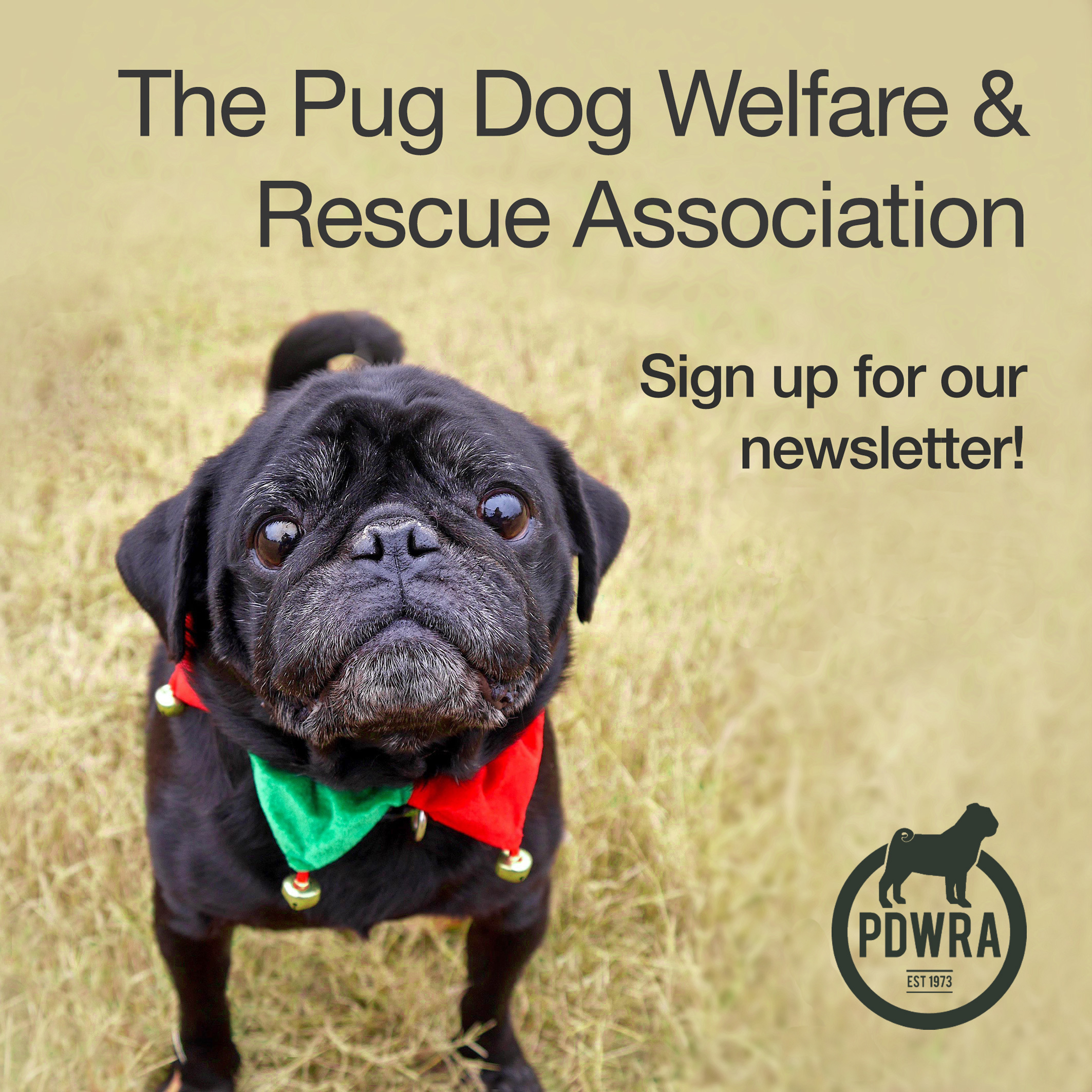 Pug welfare sale rescue