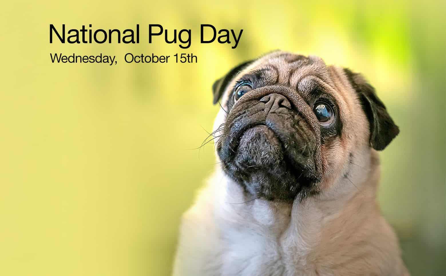 National Pug Day October 15th