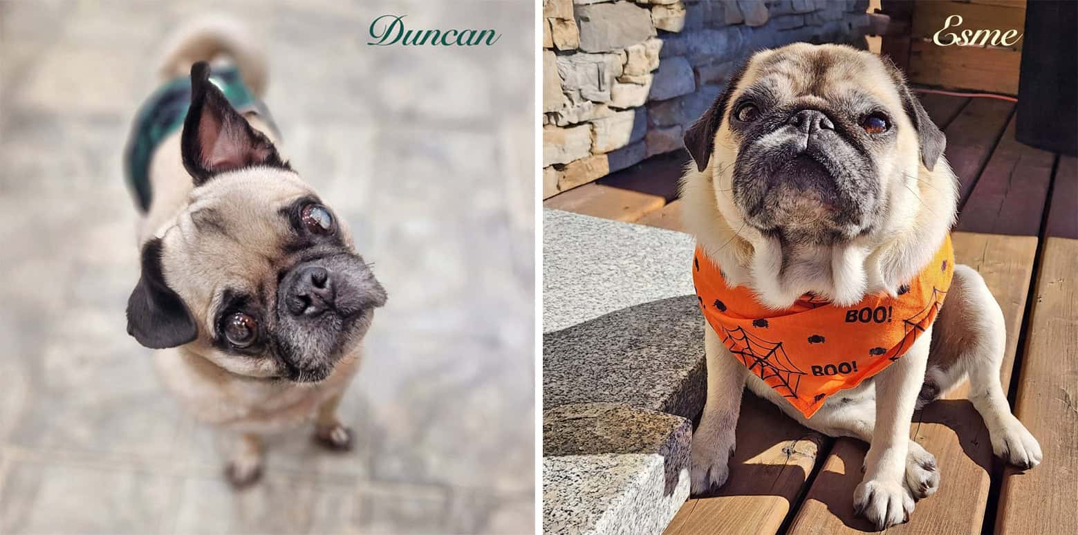 National Pug Day Winners