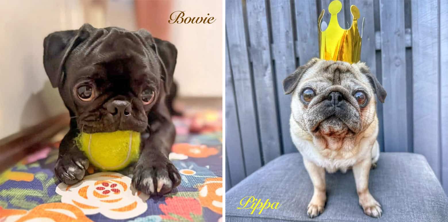 National Pug Day Winners