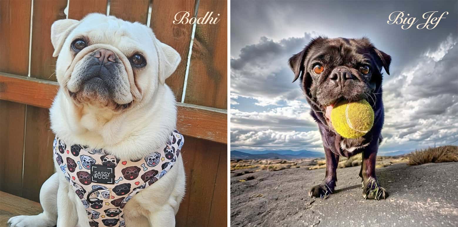 National Pug Day Winners