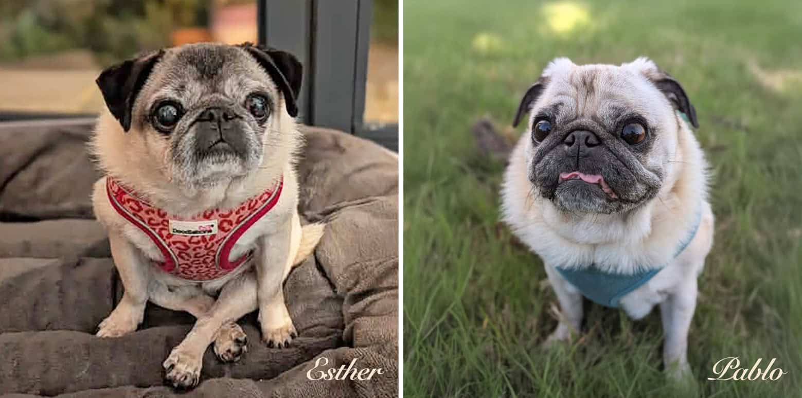 National Pug Day Winners