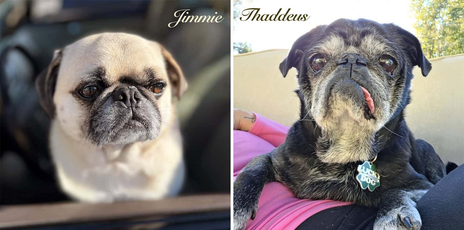 National Pug Day Winners