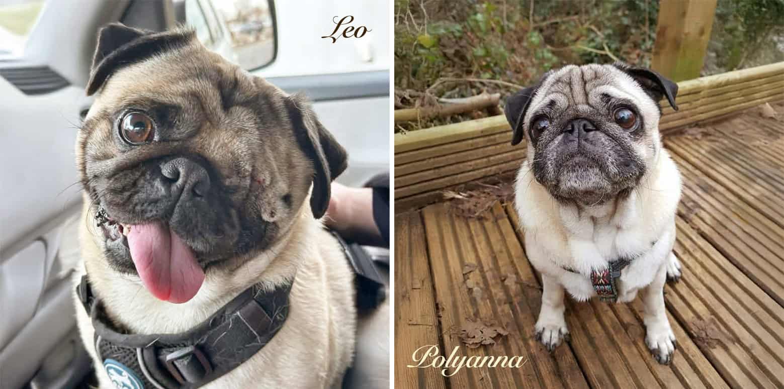 National Pug Day Winners