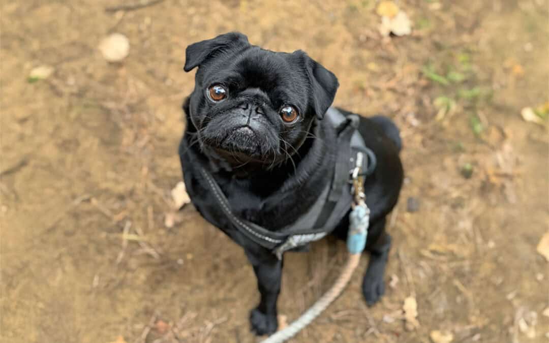 Rhiannon’s Story of Adopting Nacho