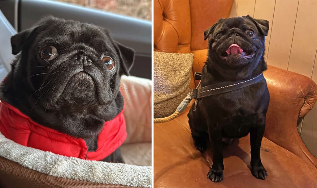 Nacho the Pug