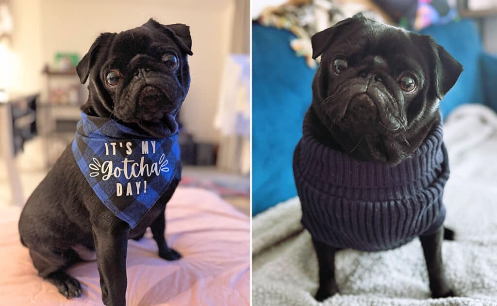 Nacho the Pug