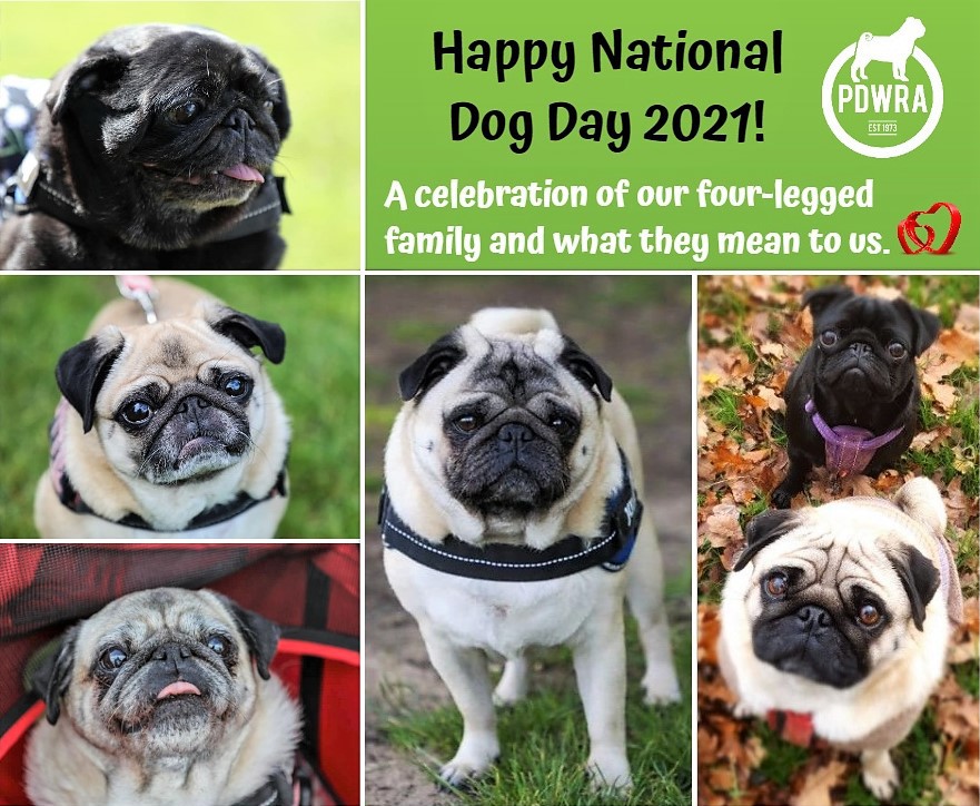 Happy National Dog Day ! The Pug Dog Welfare & Rescue Association