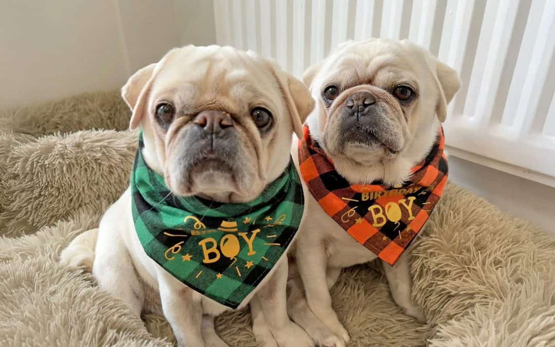 Ollie and Stan PDWRA Rescue Pugs