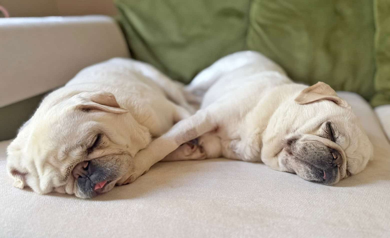 Ollie and Stan PDWRA Rescue Pugs
