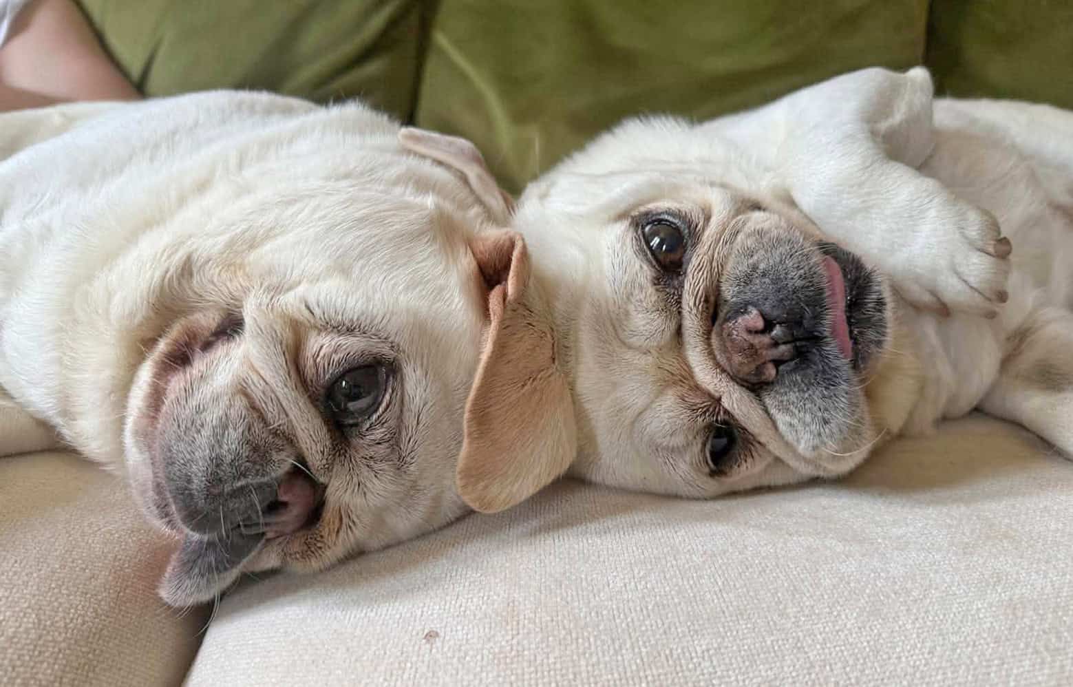 Ollie and Stan PDWRA Rescue Pugs