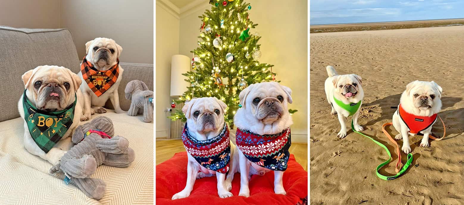 Ollie and Stan PDWRA Rescue Pugs