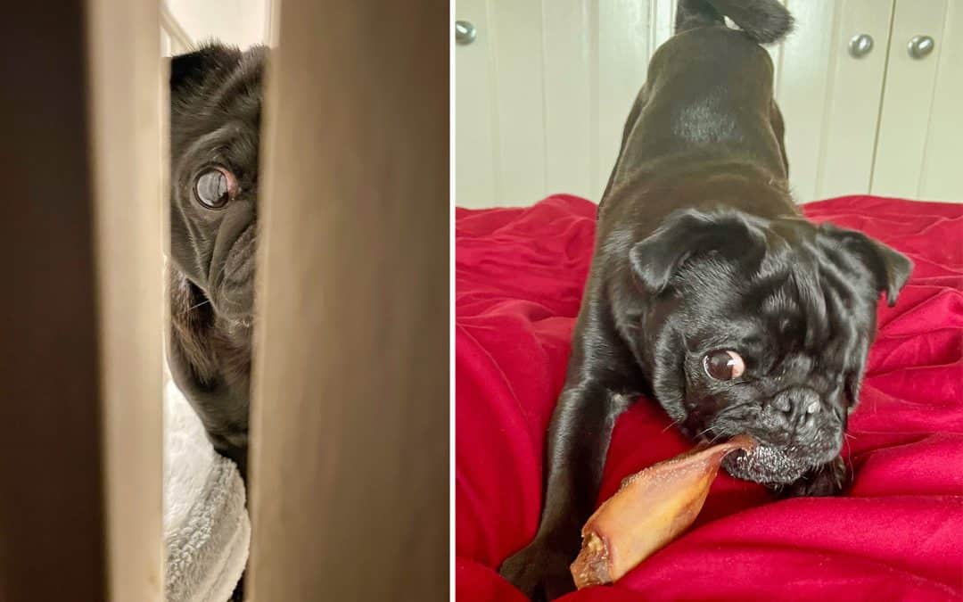 Ozzy the Pug