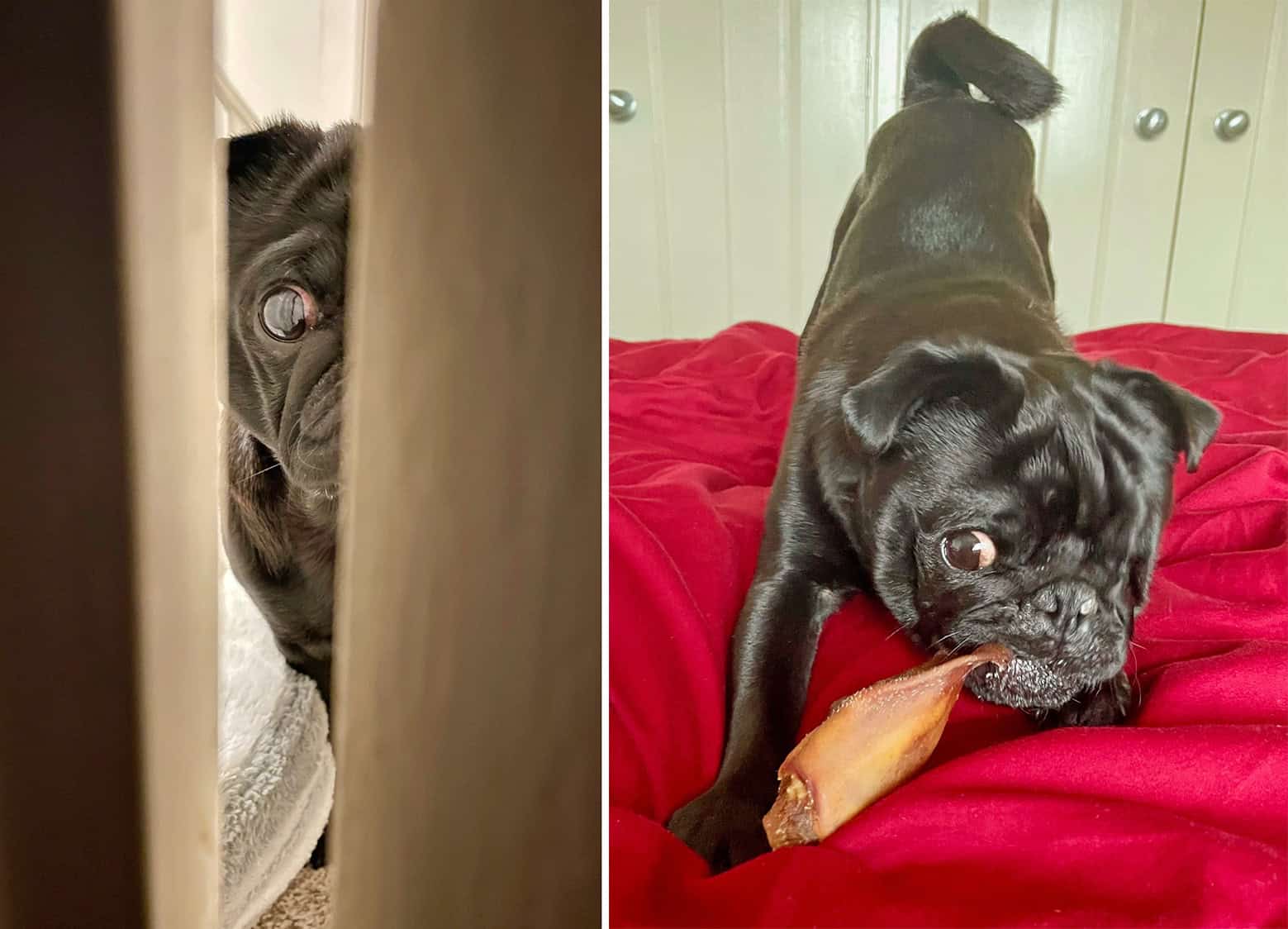 Rebecca’s Story of Adopting Ozzy