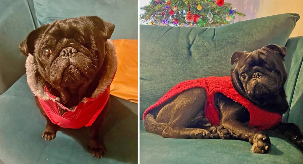Ozzy the Pug