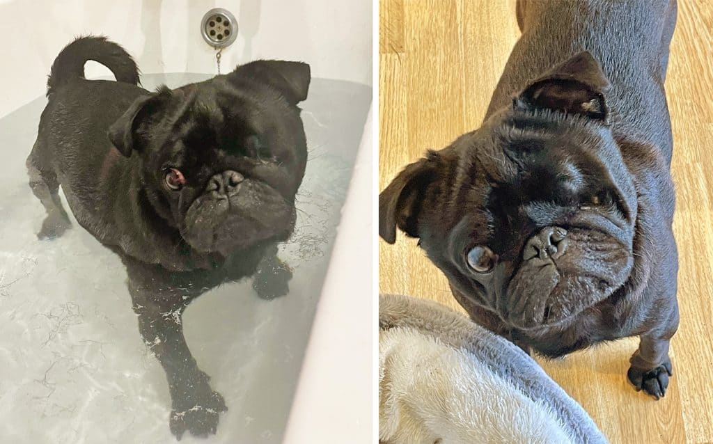 Ozzy the Pug