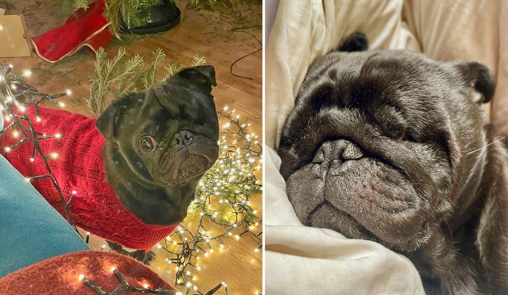 Ozzy the Pug