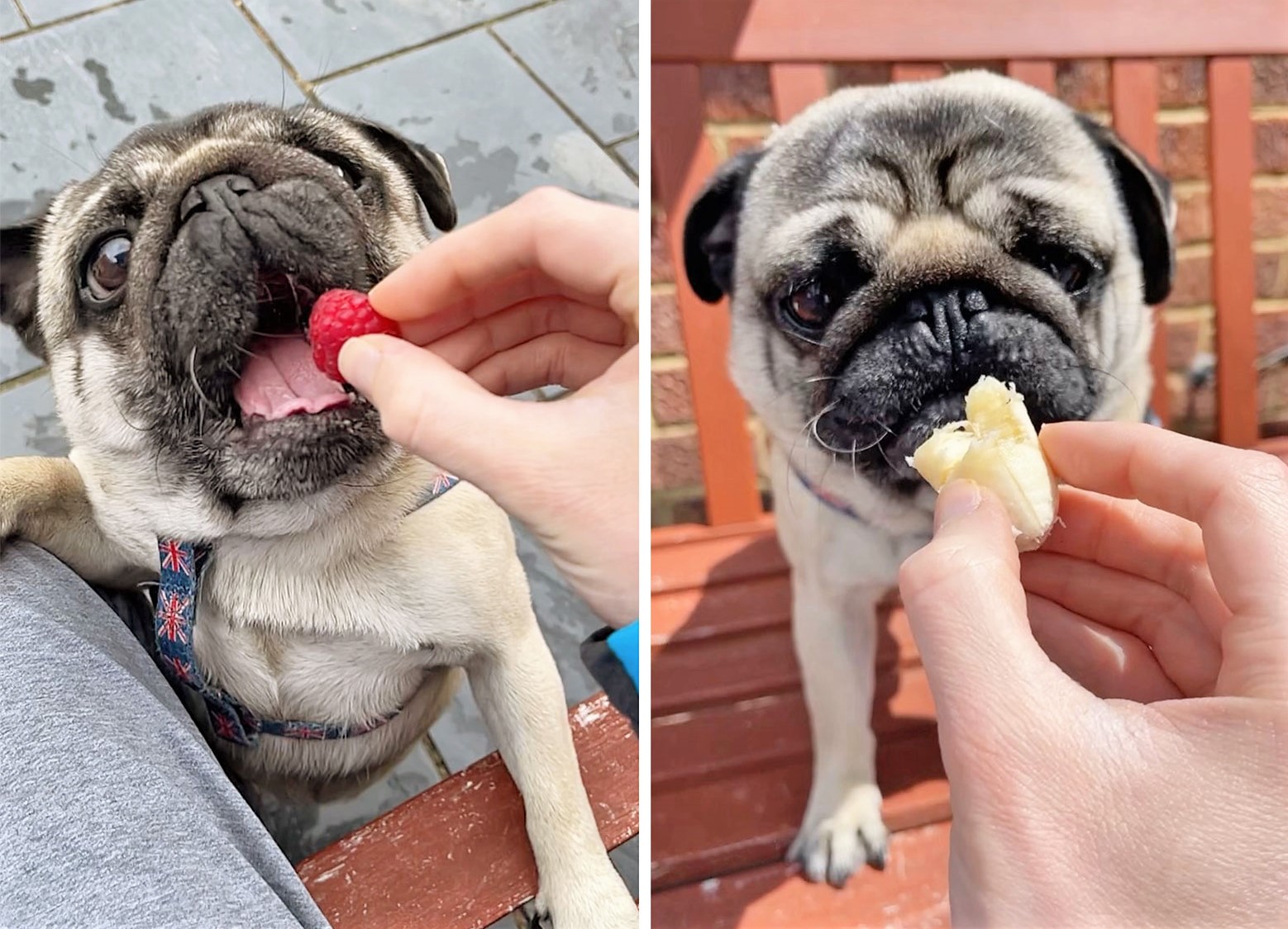 Healthy treats 2025 for pugs