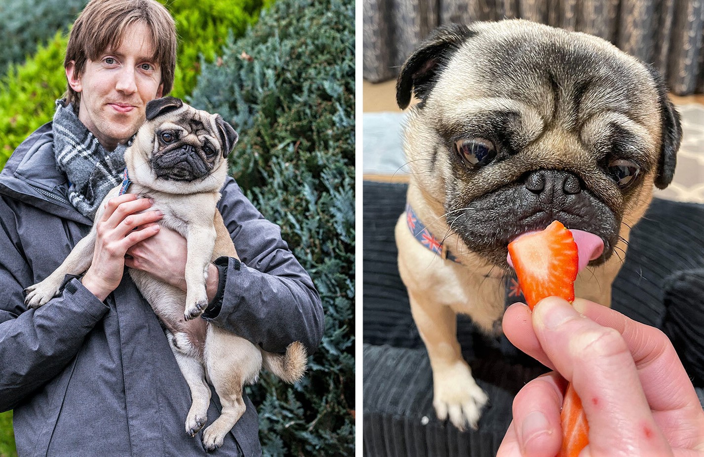 Healthy treats for pugs sale