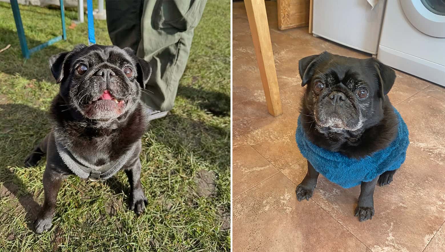 Pat the Pug