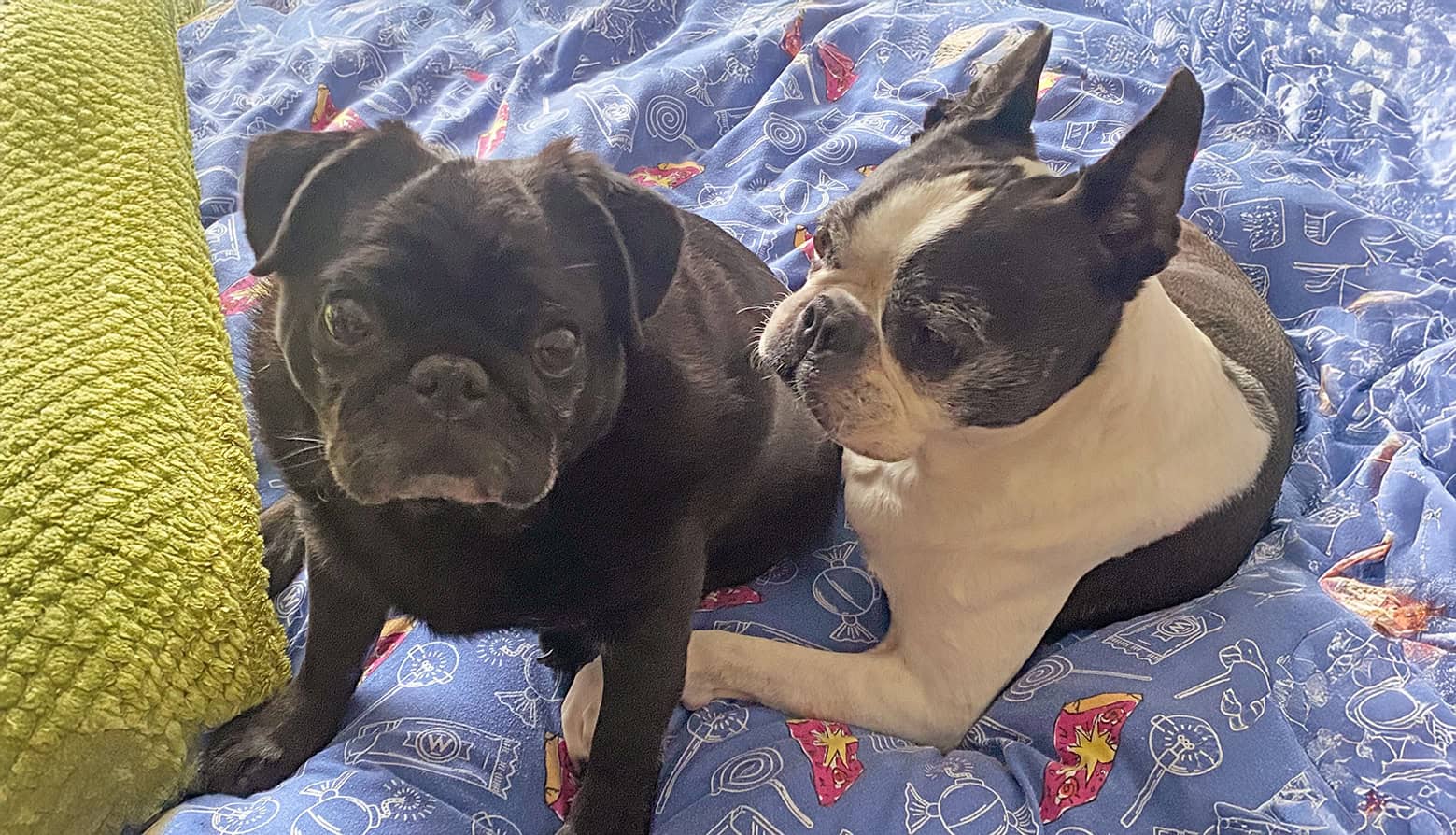 Pat the Pug & Friend