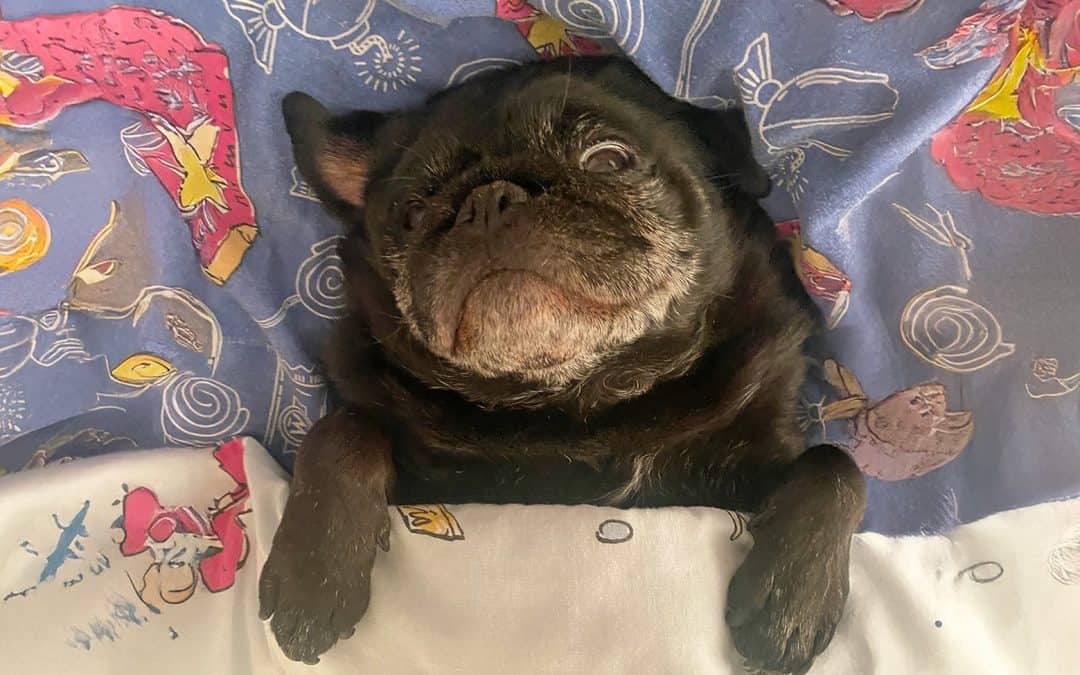 Pat the Pug