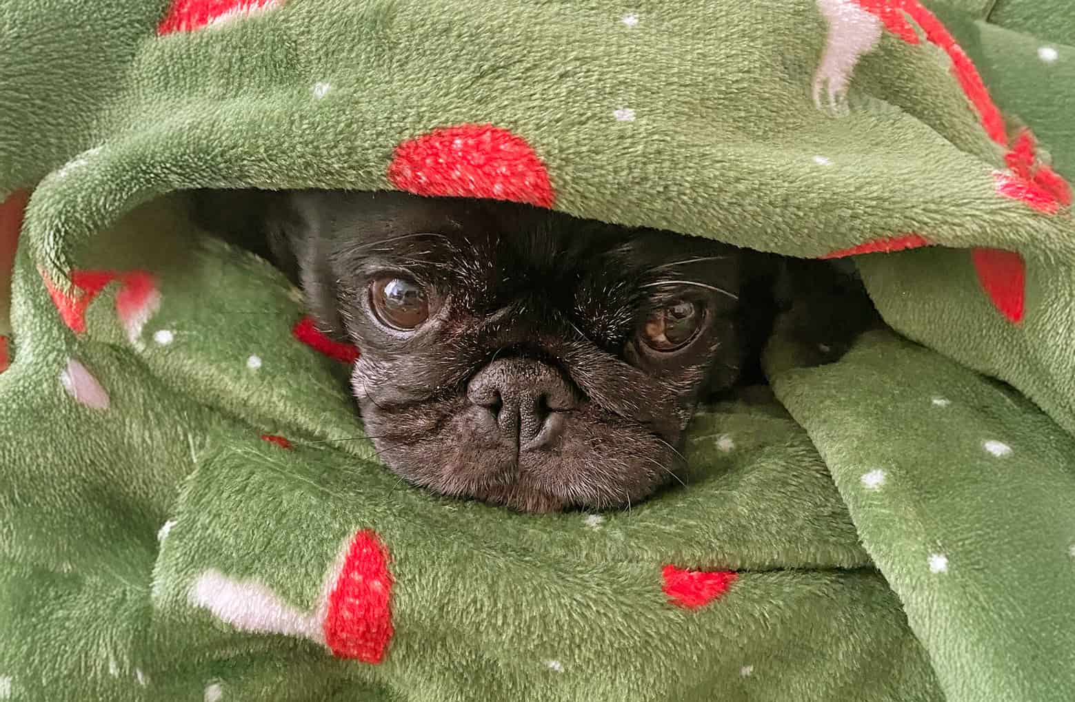Pat the Pug