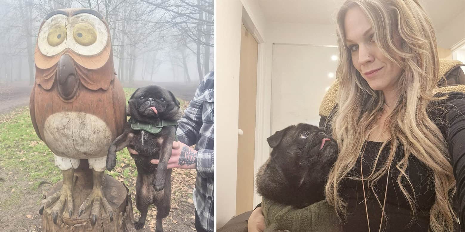 Black Pug Pig and Sunny