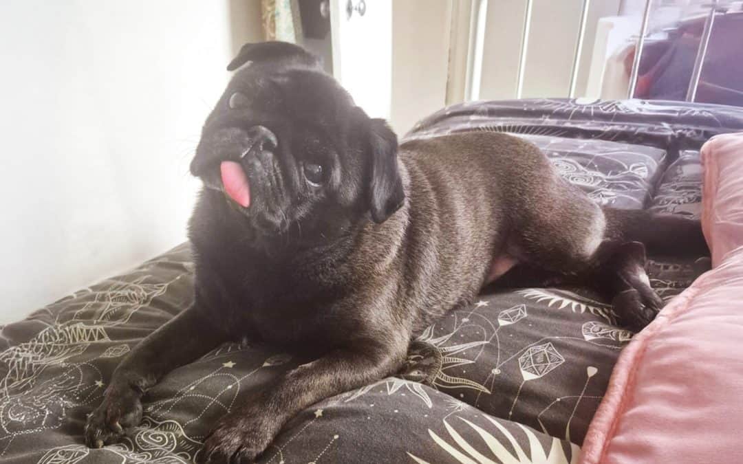 Black Pug Pig
