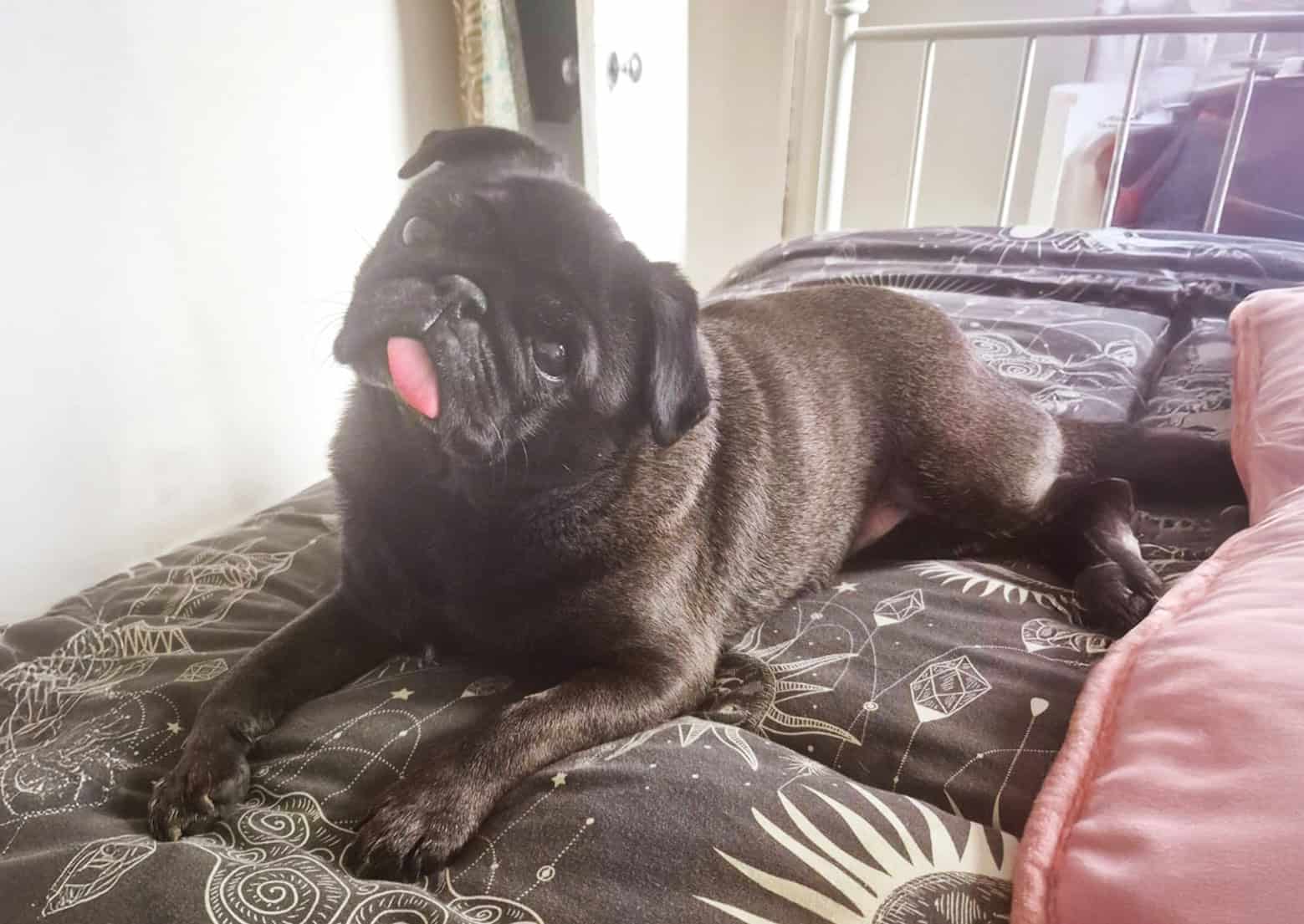 One Year with Pig – Sunny & Antony’s Adoption Story