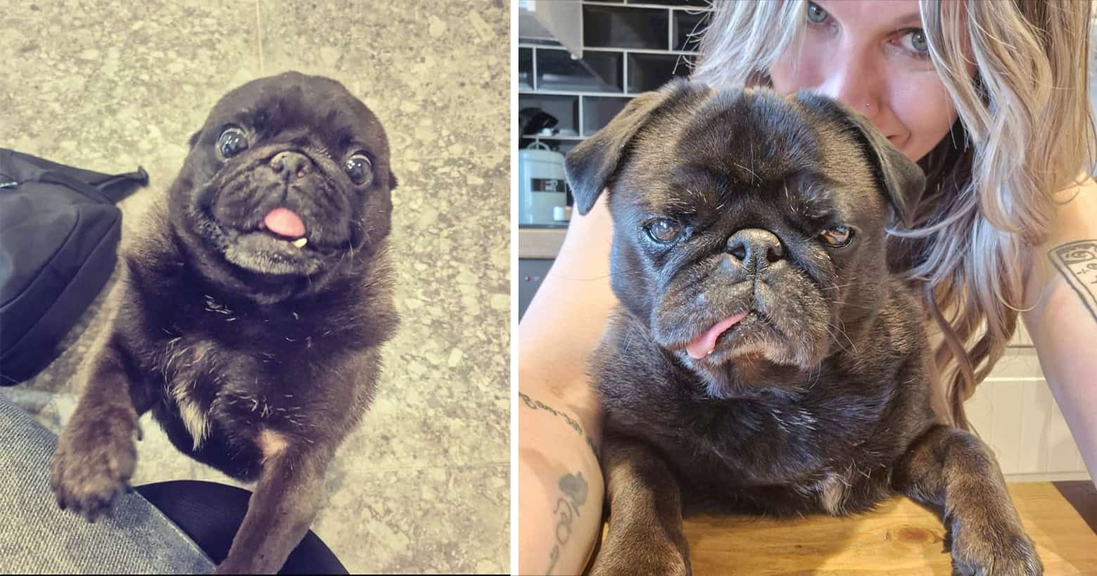 Black Pug Pig and Sunny