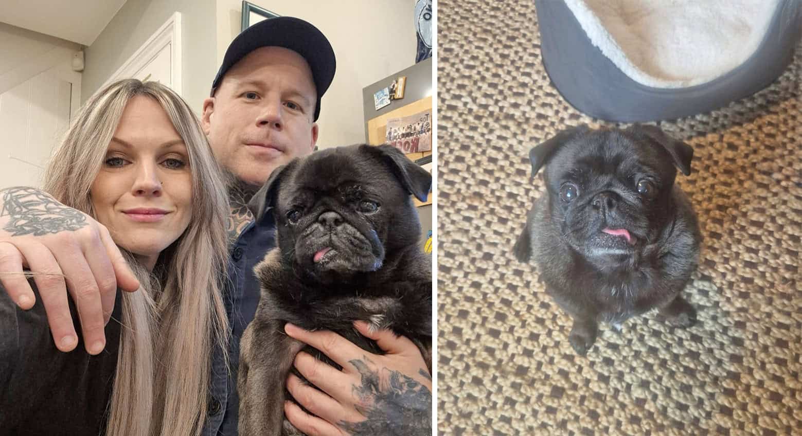 Black Pug Pig, Sunny and Antony
