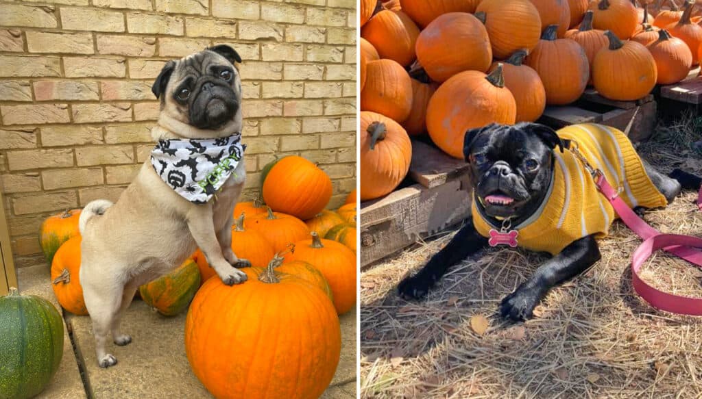 Poppy & Benny