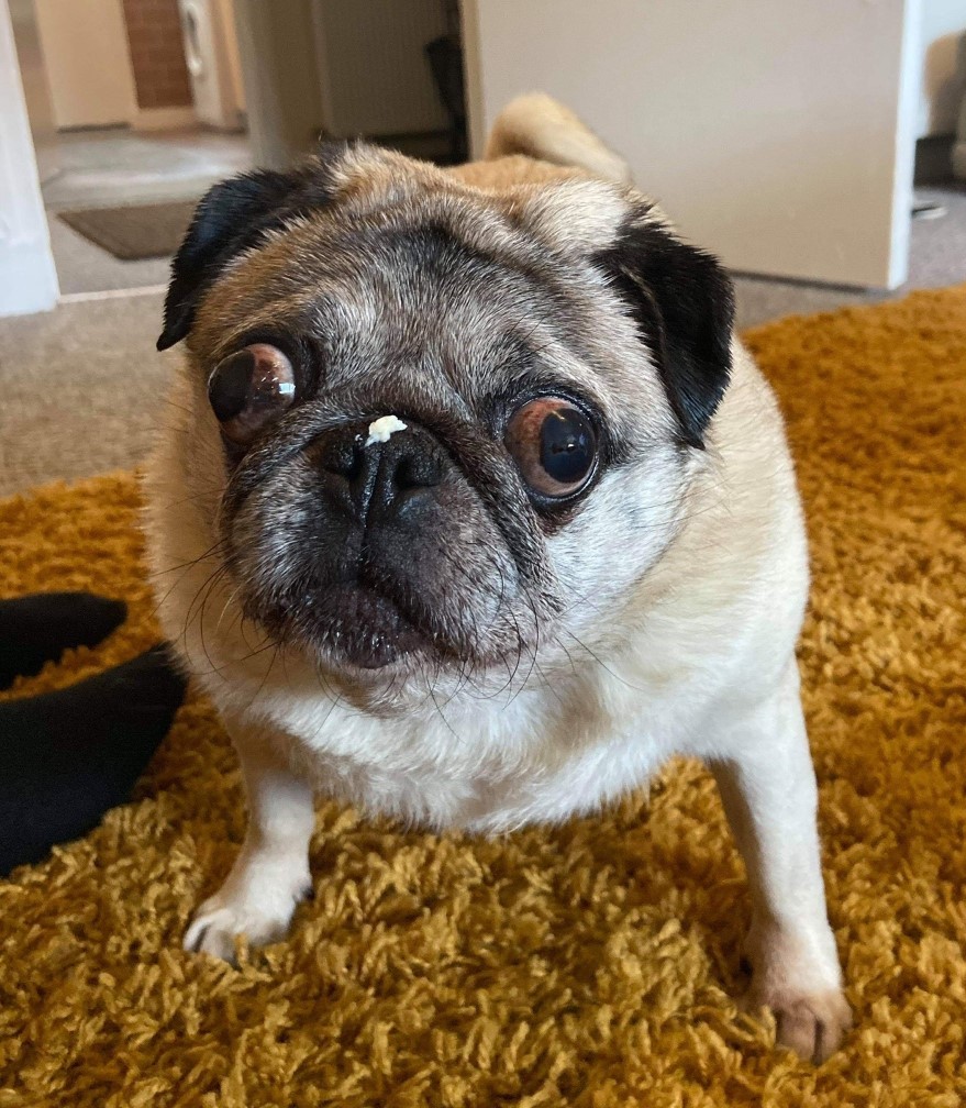 Princess Poppy | The Pug Dog Welfare & Rescue Association