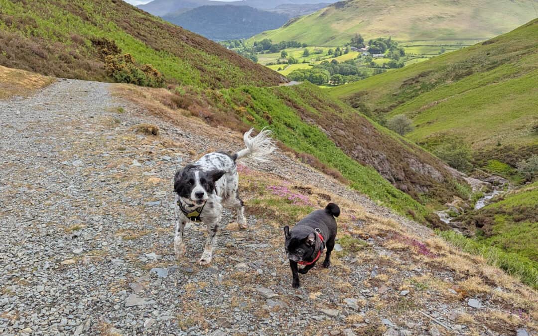 Rebecca’s Story of Adopting Pumpkin