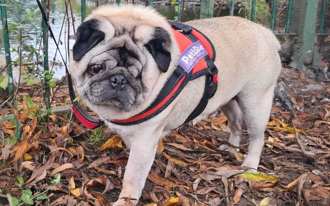 Ralph the Pug