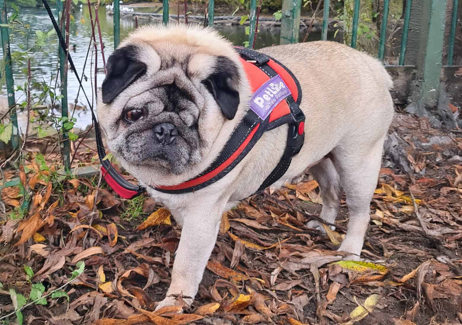 In Memory of Ralph