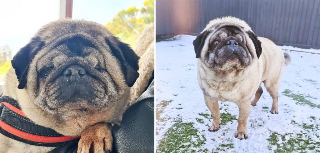 Ralph the Pug